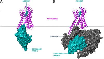 Accelerating GPCR Drug Discovery With Conformation-Stabilizing VHHs